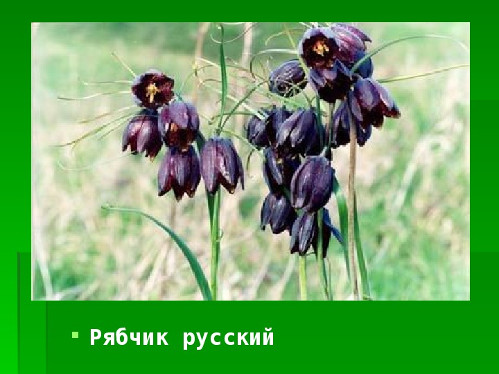 Рябчик кавказский занесен в красную книгу. Рябчик русский описание. рябчик русский красная книга. рябчик русский красная книга краткое описание. рябчик русский фото высохшие коробочки семена.
