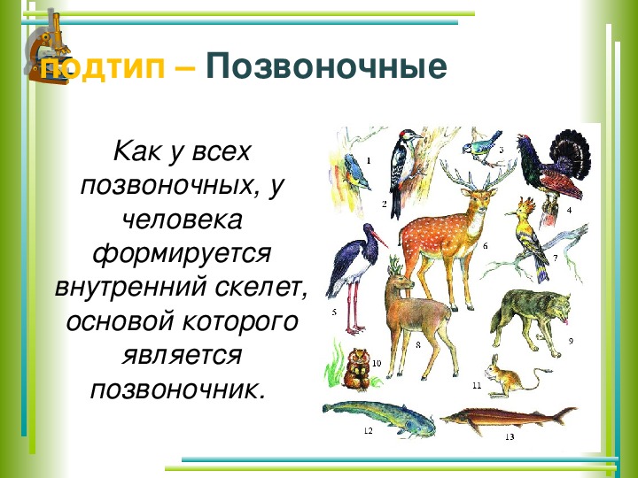 Положение человека в системе животного мира презентация 11 класс биология