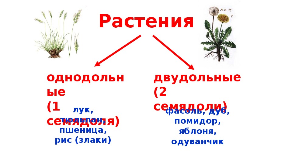 Пшеница это однодольное или двудольное. Одуванчик двудольный или однодольный. Одуванчик двудольное растение. Класс одуванчика Однодольные или двудольные. Однодольное или двудольное растение.