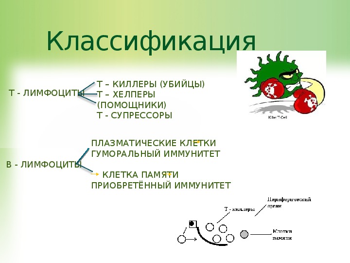 Презентация на тему иммунитет 8 класс биология