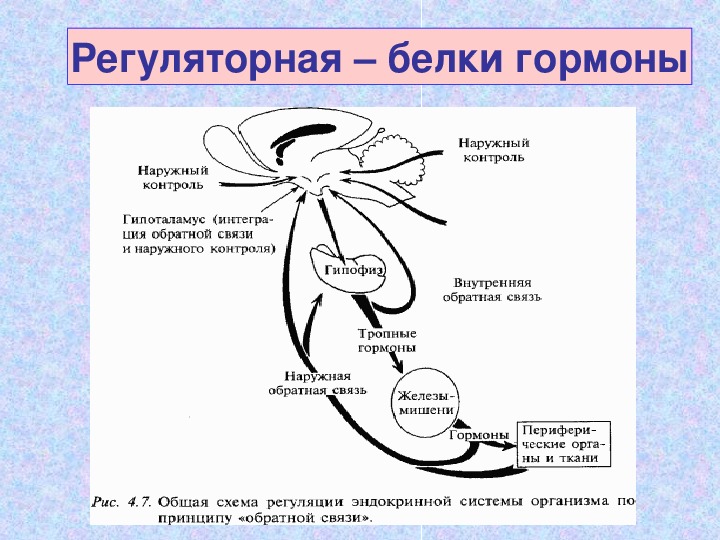 Регуляторная функция. Регуляторная функция белков. Регуляторная функция белка. Гормональная функция белков. Функции белков гормонов.