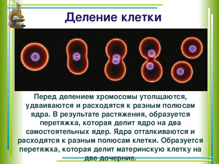 У какой клетки образуется клеточная перетяжка