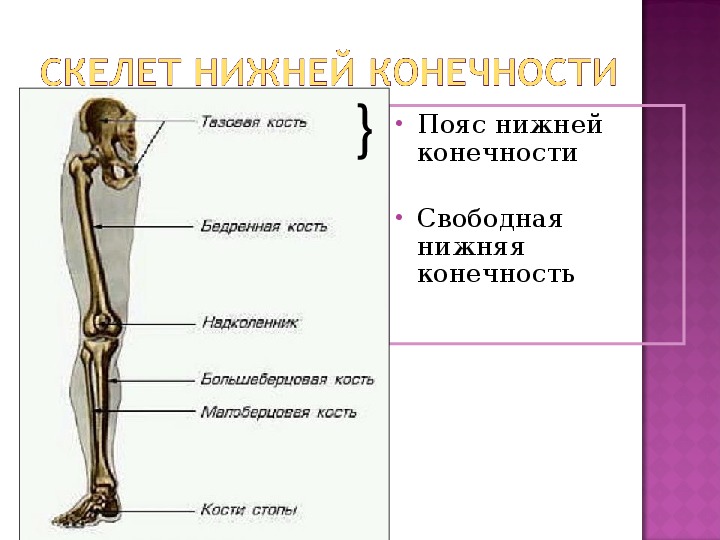 Основные части скелетов поясов и свободных конечностей. Скелет пояса нижних конечностей человека. Скелет пояса нижних конечностей тазовый пояс. Кости скелета свободной нижней конечности человека. Скелет тазового пояса и свободной нижней конечности.