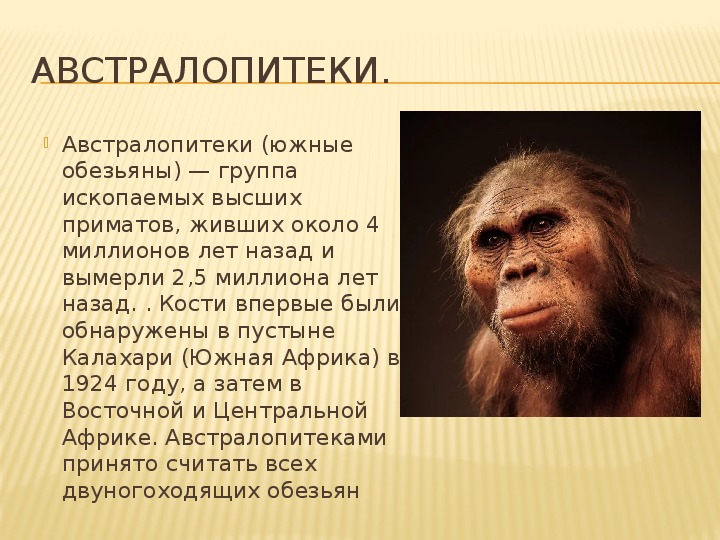 Австралопитеки презентация по биологии 11 класс