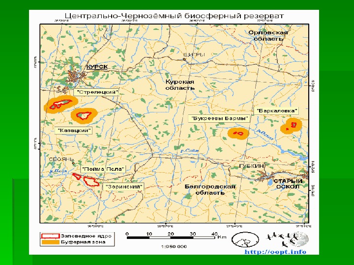 Центрально черноземный воронеж. Центрально Черноземный заповедник Курская область.