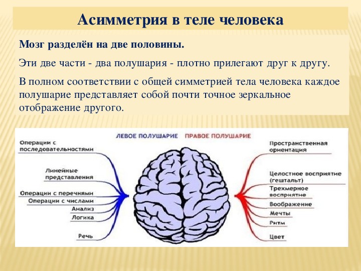 Почему тело человека асимметрично? — Лео В. Ван