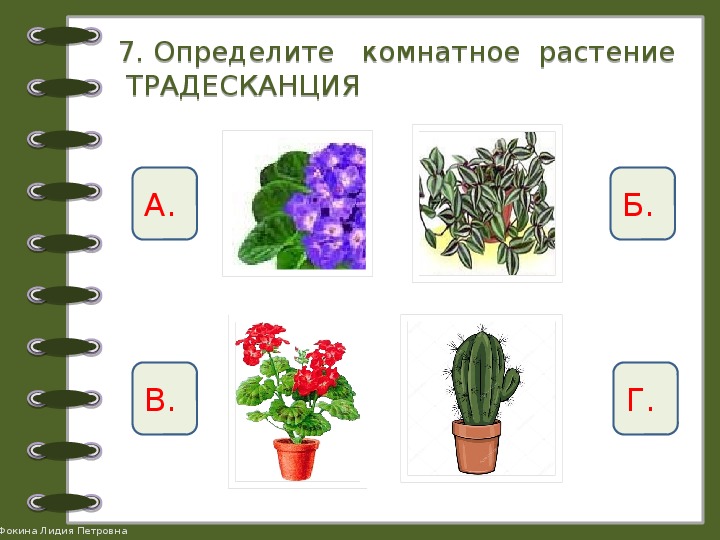 Тема комнатные растения