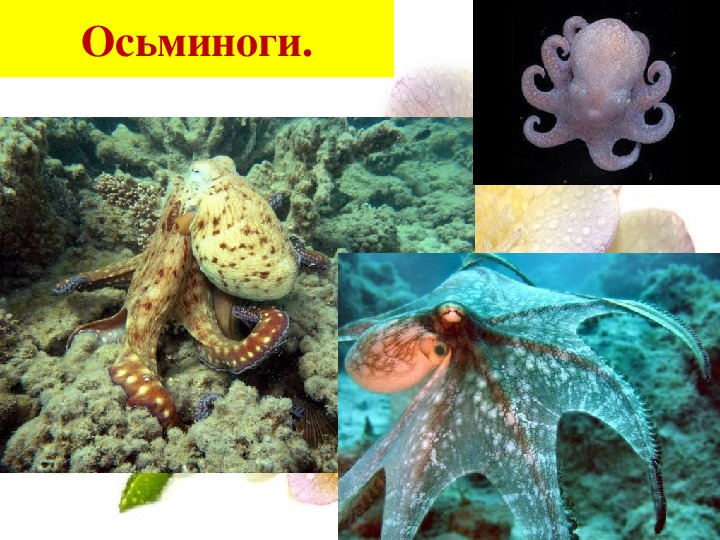 Презентация на тему жизнь организмов в морях и океанах