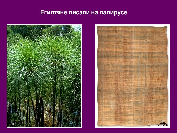 Установи соответствие папирус. Египтяне пишут на папирусе. Писали на папирусе. Письмо на папирусе. Лист из папируса.