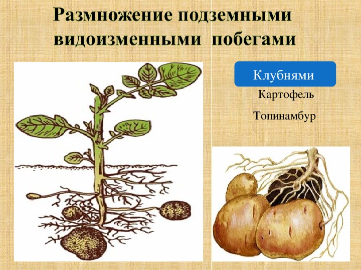 Размножение клубнями. Вегетативное размножение цветковых растений. Вегетативное размножение корневыми клубнями.