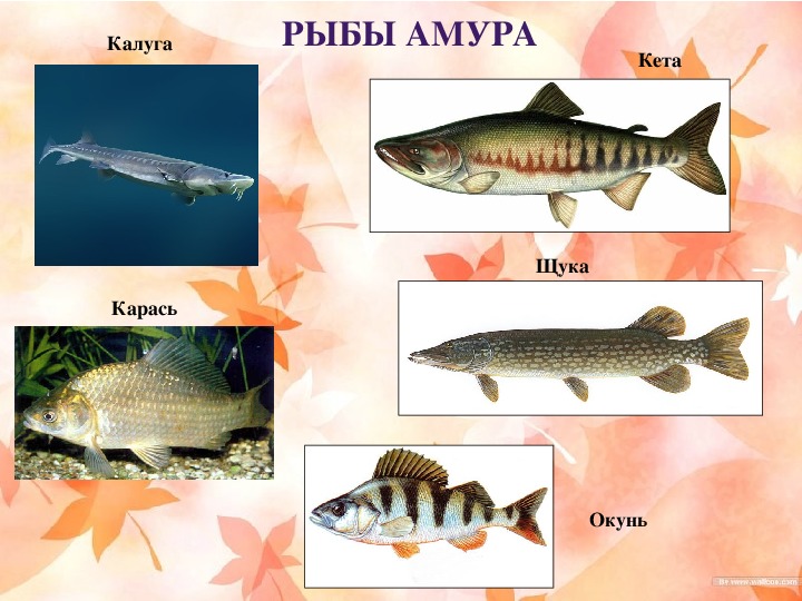 Речная рыба хабаровского края фото и названия