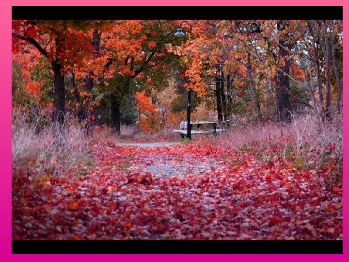 Легкий шелест листьев. Поздняя осень. Октябрь. Багряных листьев томный легкий Шелест. Разноцветная осень.