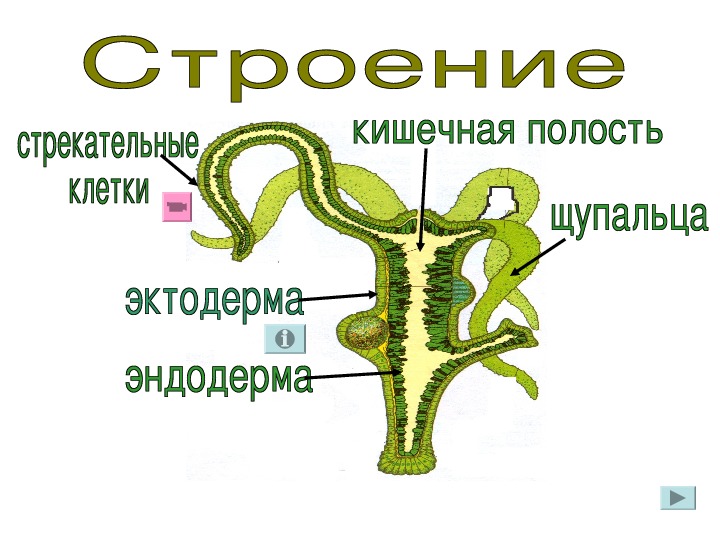 Тест по биологии 7 класс тип кишечнополостные