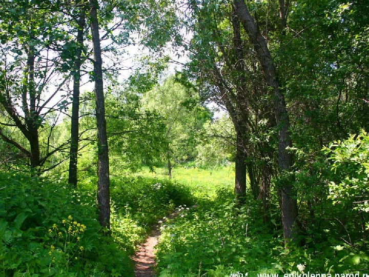 Обложка для материала Презентация по ОБЖ на тему "Обеспечение безопасности при встрече с дикими животными в природных условиях"  (6 класс)