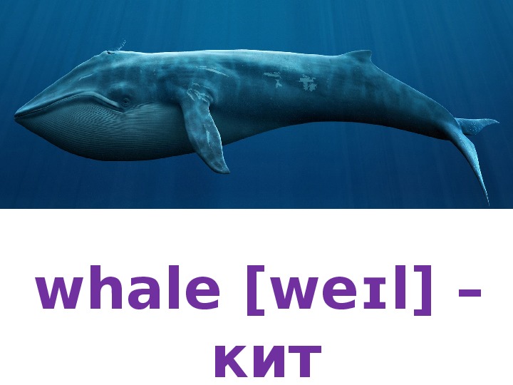 Фото переводчик кита. Кит по английский. Кит по АН. Английский язык Whale. Кит карточка.