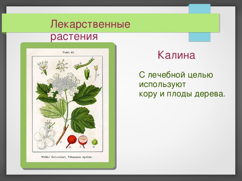 Презентация лекарственные растения для детей в картинках с описанием