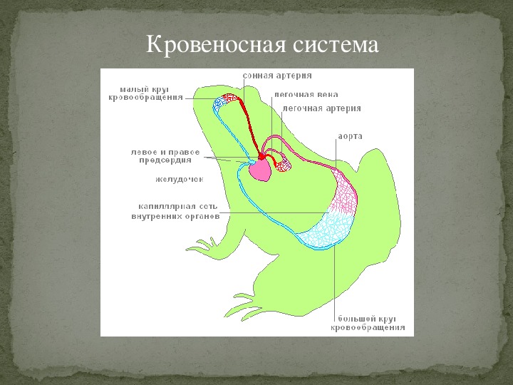 7 класс презентация внутреннее строение земноводных