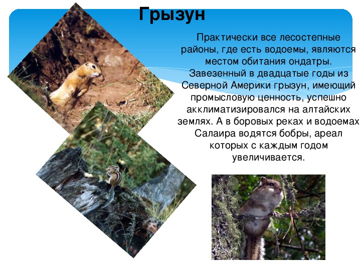 Презентация по биологии на тему "Животные Алтайского края"  5 класс