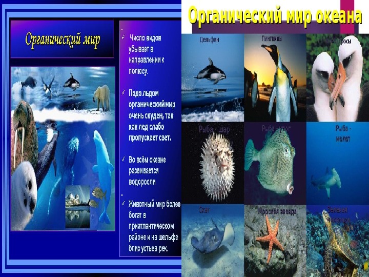 Органический мир примеры. Органический мир мирового океана. Органический мир Тихого океана. Растительный и животный мир мирового океана.