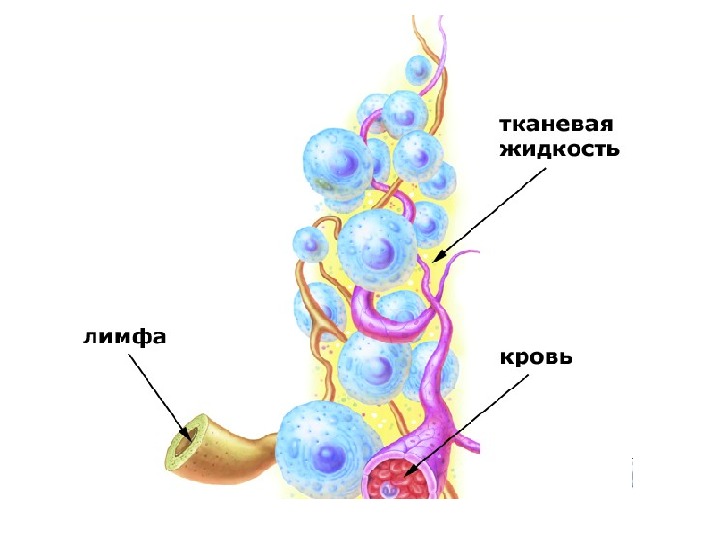 Внутренняя среда организма рисунок