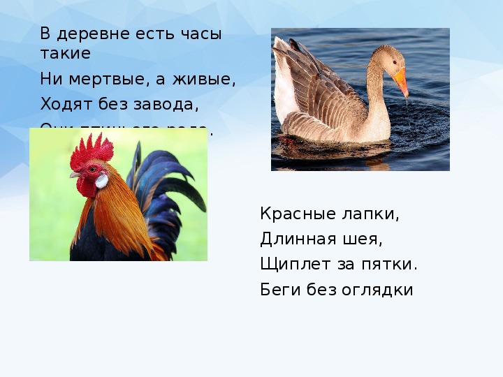 Презентация к уроку класс птицы 7 класс