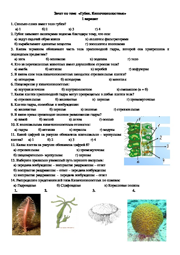 Биология 7 класс тип