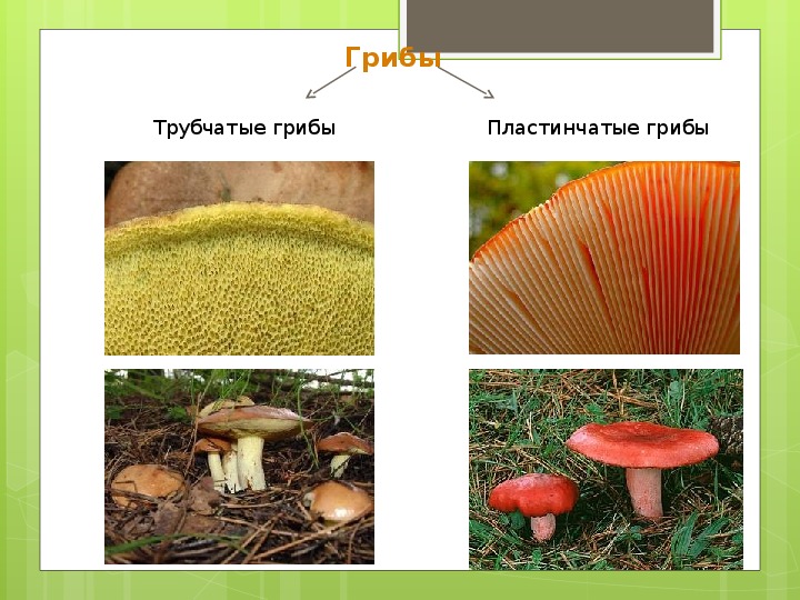 Различия пластинчатых и трубчатых грибов таблица