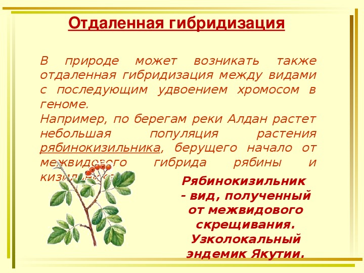 Схема типы видообразования в природе по биологии 9 класс