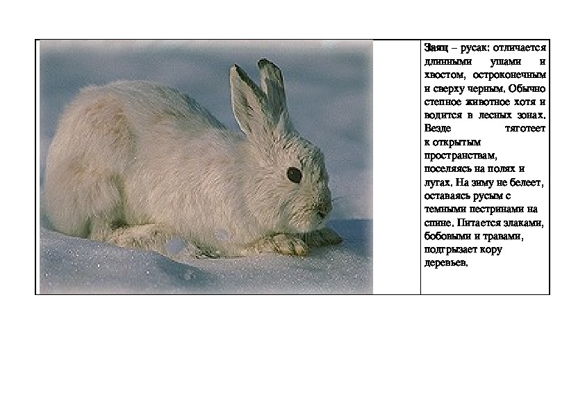 Заяц описание для детей. Заяц окружающий мир. Описание зайца.