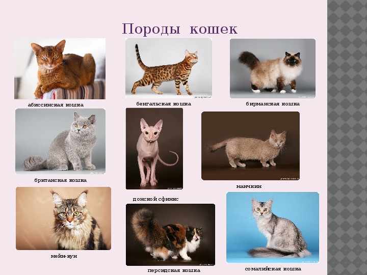 Породы кошек 2й класс. Кошка название работы. Конкурс работ кошки.