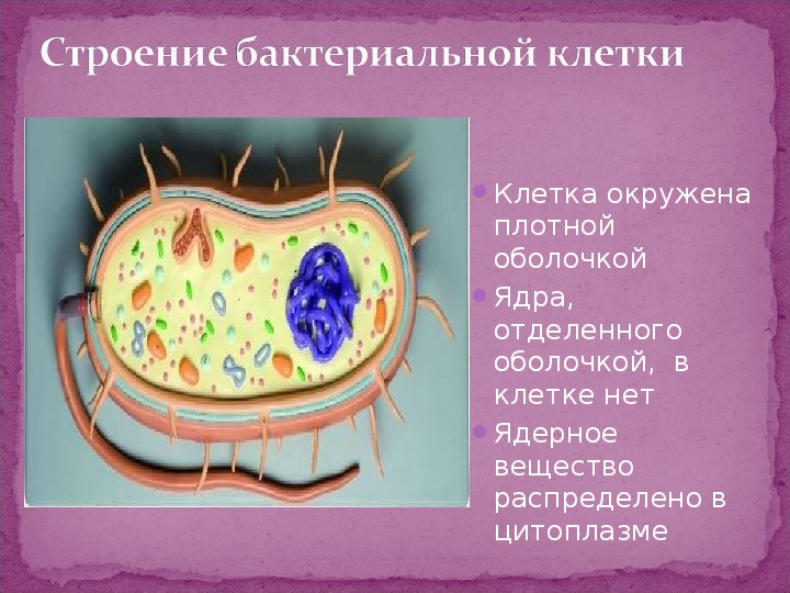 Бактериальная клетка окружена плотной. Строение бактерии. В клетках бактерий нет ядра. Ядро клетки бактерии.