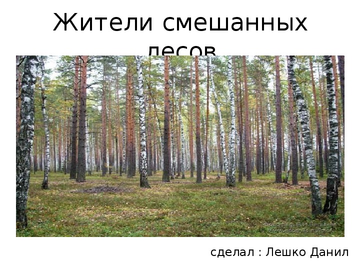 Презентация Жители Смешанных лесов