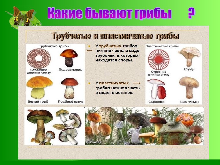 Чем трубчатые грибы отличаются от пластинчатых. Шляпочные пластинчатые грибы съедобные. Трубчатые пластинчатые грибы съедобные несъедобные грибы. Шляпочные грибы трубчатые и пластинчатые. Шляпочные трубчатые грибы названия.