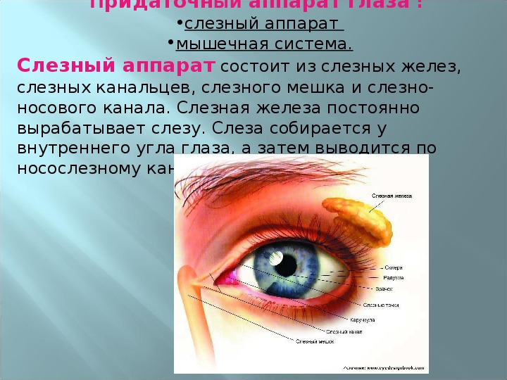 Функции слезной железы глаза. Орган зрения анатомия слезный аппарат. Придаточный и вспомогательный аппарат глаза. Строение слёзного аппарата глаза анатомия. Анатомия и физиология придаточного аппарата глаза.