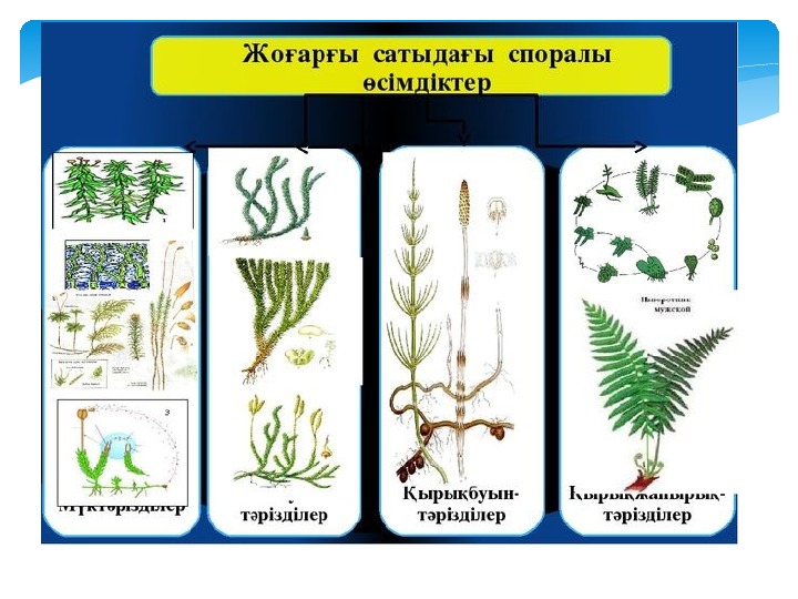 Өсімдіктер мен жануарлардың адам өміріндегі рөлі презентация