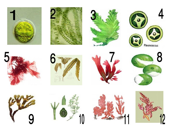 5 водорослей название. Виды водорослей. Водоросли 6 класс. Зеленые водоросли 6 класс. Водоросли 6 класс биология.