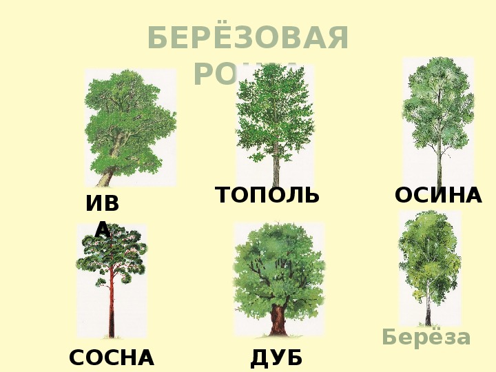 Тополь лиственное или хвойное