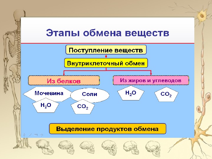 Этапы обмена веществ поступление