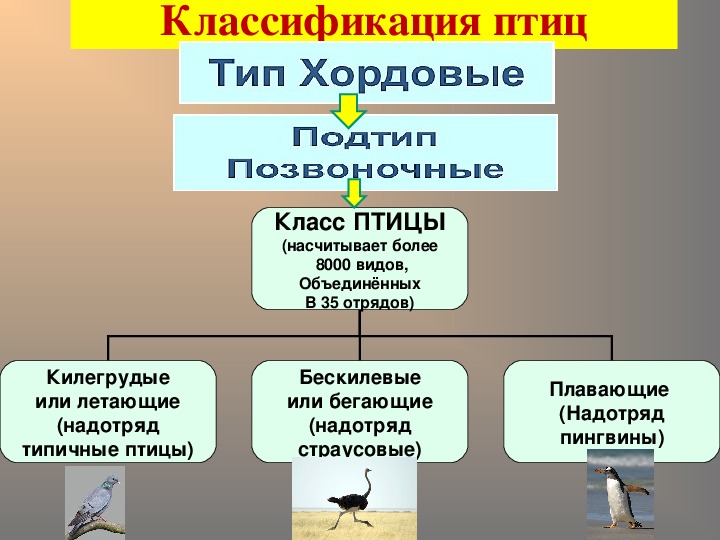 Пользуясь материалом параграфа составьте план ответа по теме сезонные изменения в жизни птиц