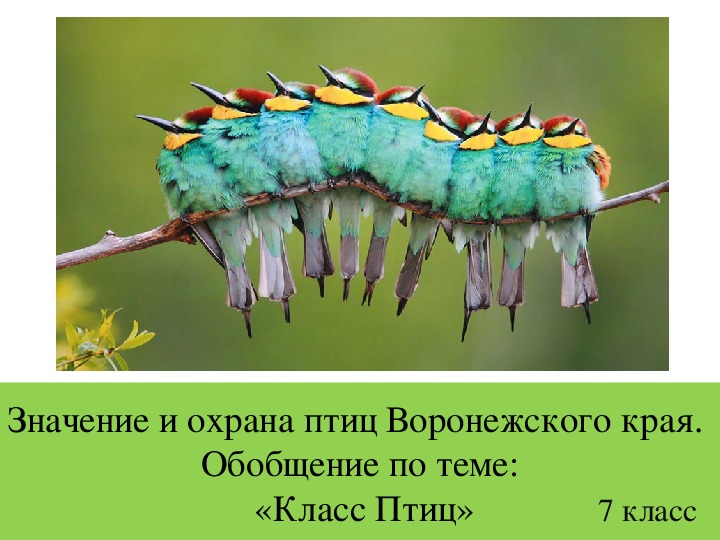 Презентация по биологии на тему: "Значение и охрана птиц Воронежского края. Обобщение по теме «Класс Птиц»"(7 класс)