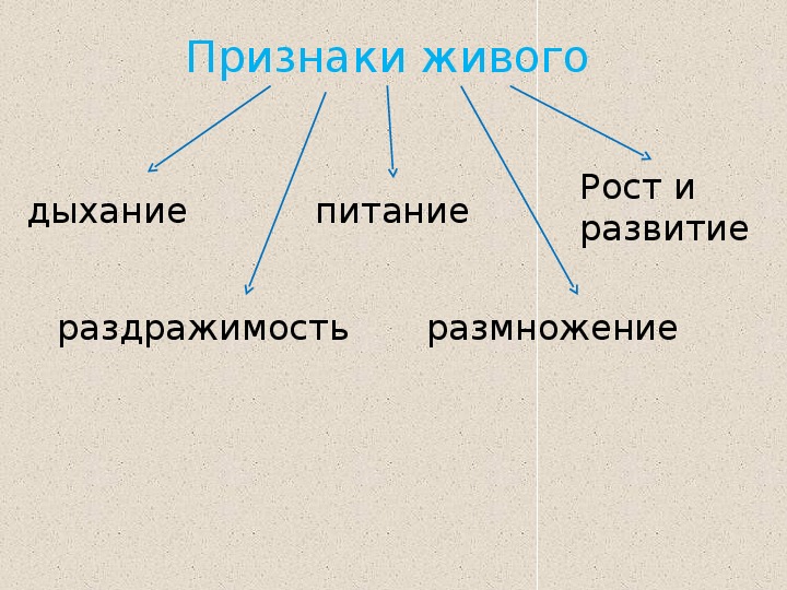 Жизнедеятельность клетки 5 класс биология презентация