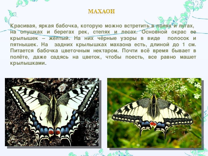 Зеленые страницы рассказ первые бабочки читать. Презентация про бабочек 2 класс. Бабочки окружающий мир 2 класс. Название бабочек окружающий мир. Бабочки 1 класс окружающий мир.