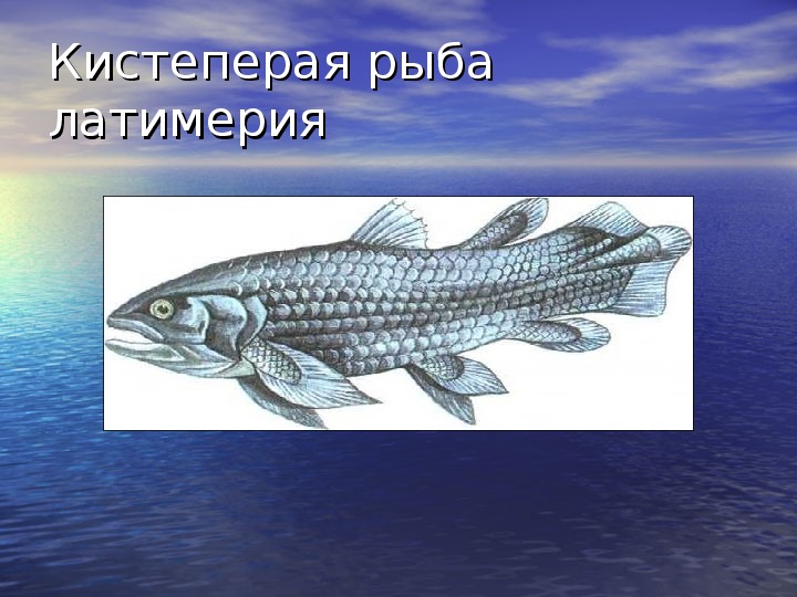 Кистеперые рыбы живут. Кистеперая рыба Латимерия. Латимерия рыба биология. Латимерия двоякодышащая рыба. Кистеперые и двоякодышащие.