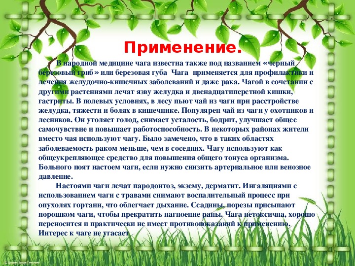 Полезные свойства чаги. Чага для чего применяется. Чага в народной медицине. Берёзовая чага применение для чего применяется.