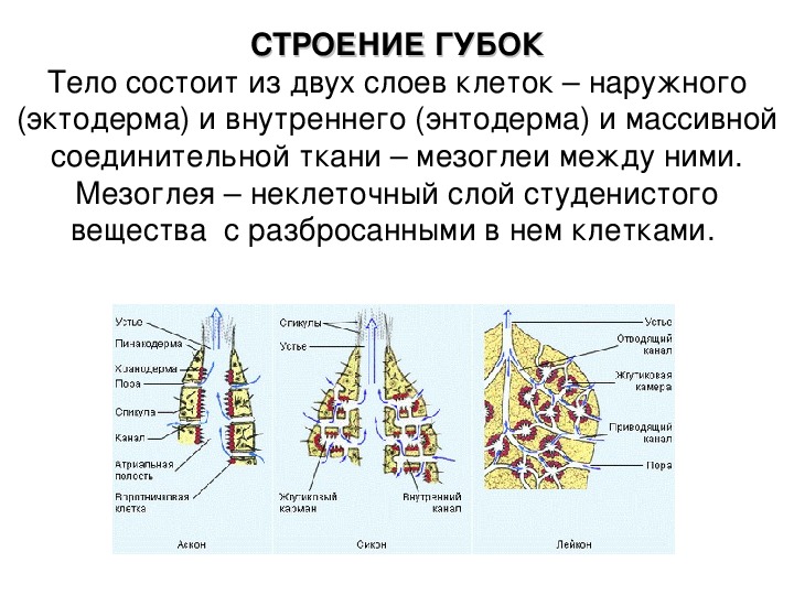 Строение губки