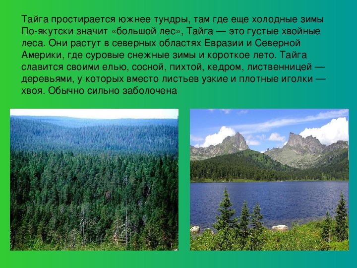 Природная зона тайга 5 класс. Растительность зоны тайги в Евразии. Сообщение о тайге. Презентация на тему Тайга. Тайга природная зона.