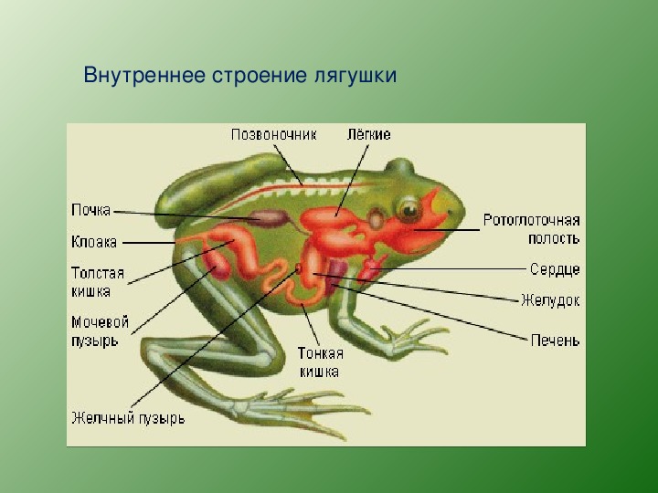 Лягушка лабораторная работа. Топография внутренних органов лягушки Озерной. Строение самки лягушки. Строение зеленой лягушки.