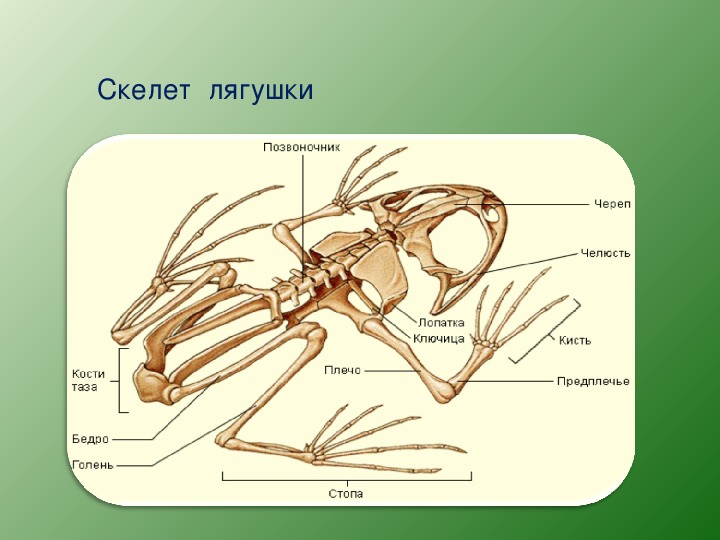 Выберите три верно обозначенные подписи к рисунку на котором изображено строение скелета лягушки