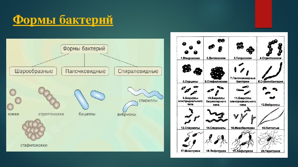 Бактерии примеры. Царство бактерии форма бактериальных клеток. Форма бактерий таблица. Схема форма бактерий 5. Формы бактериальных клеток 5 класс биология.