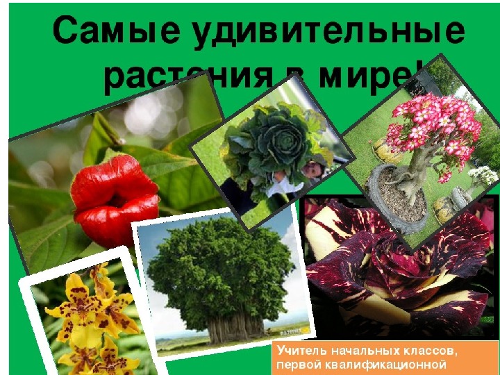 Презентация по окружающему миру "Самые необычные растения мира"